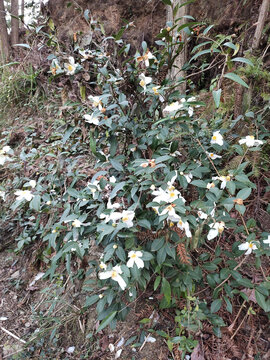 白色山茶花