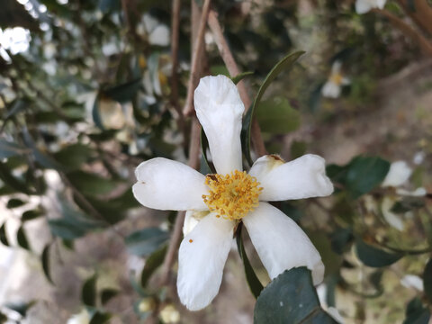 白色山茶花特写