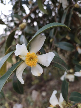 茶花