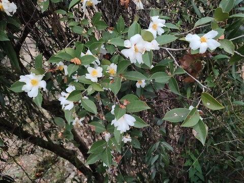 山茶花