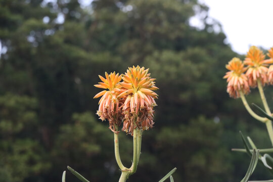 芦荟开花