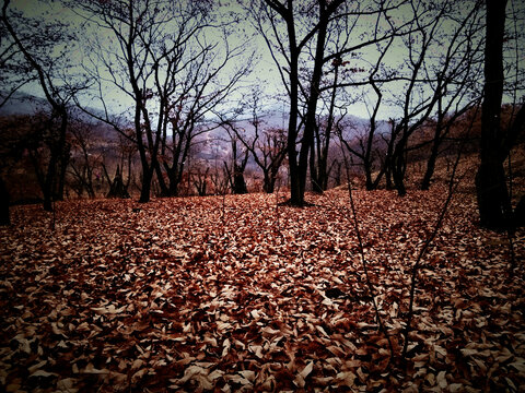 秋风萧瑟叶满山