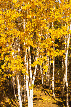 秋季金色白桦林