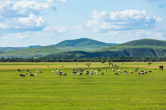 夏季牧场羊群吃草