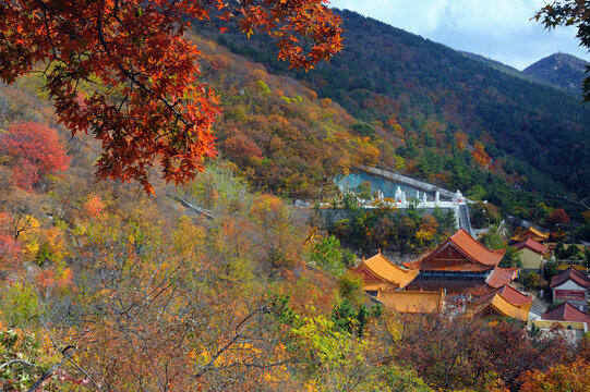 寒同山红叶节