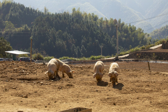 高山散养养殖生态土猪
