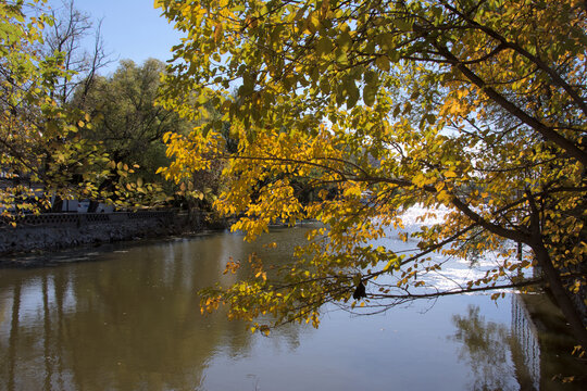 湖面上的秋叶黄了