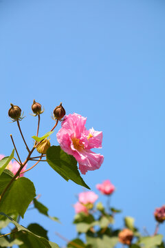 木芙蓉花