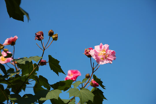 木芙蓉花