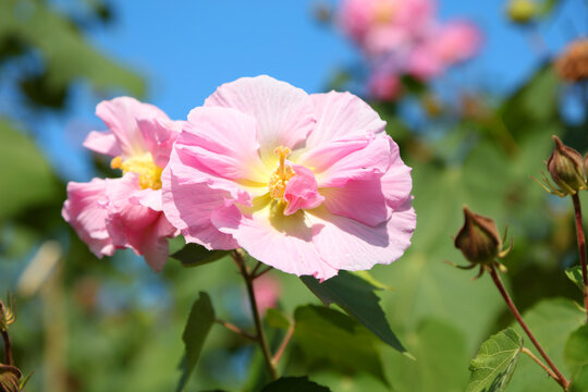 木芙蓉花