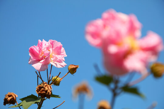 木芙蓉花