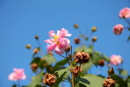 木芙蓉