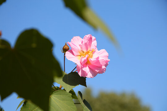 芙蓉花