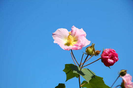 芙蓉花