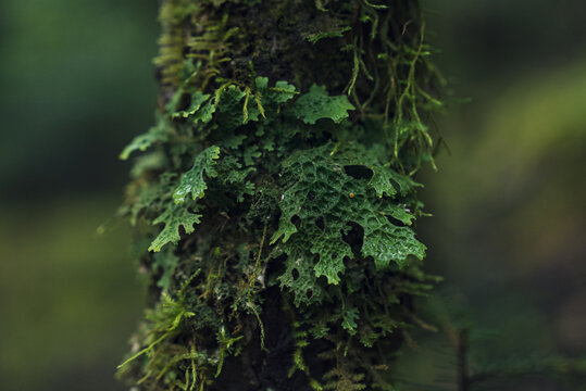 雨崩村树干青苔