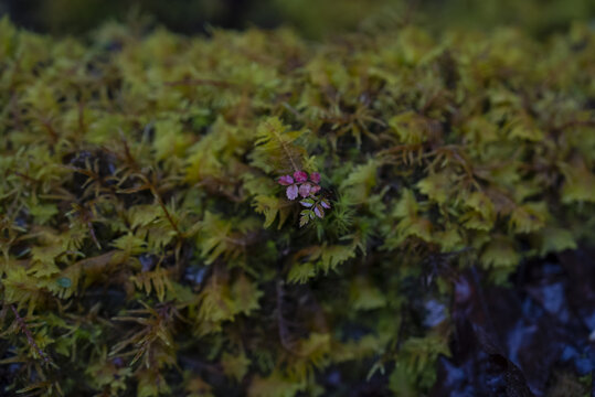 雨崩原始森林植被