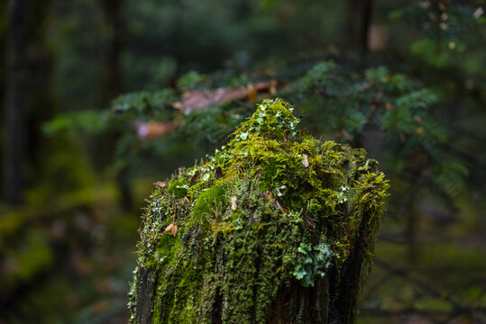 雨崩原始森林青苔