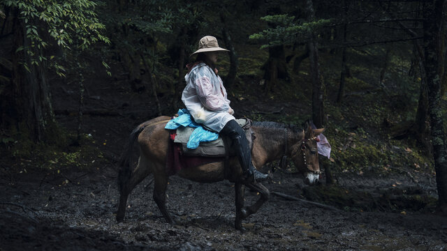 云南雨崩骑骡子下山