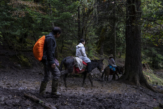 雨崩村骑骡子下山