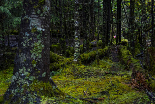 雨崩原始森林青苔地