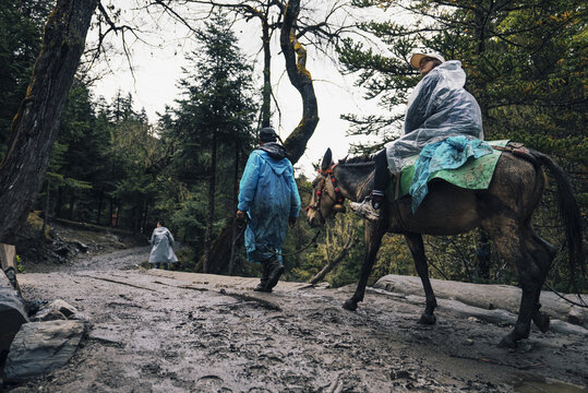 雨崩徒步骑骡子下山