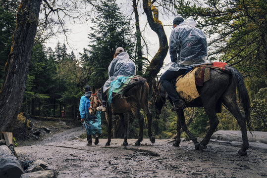 雨崩徒步骑骡子下山