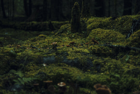 云南雨崩苔藓植被