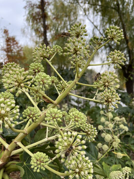 蜜蜂和花