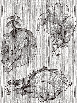 黑白金魚