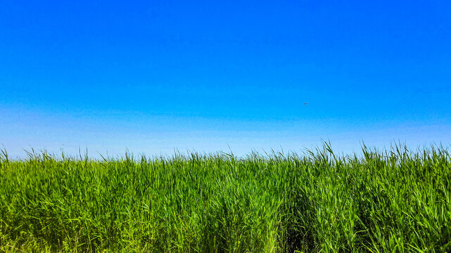 蓝天芦苇绿草