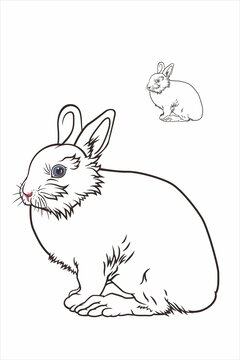 线描小白兔