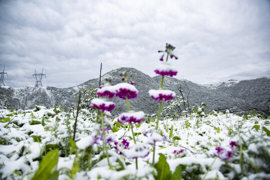 冰雪中的转转花