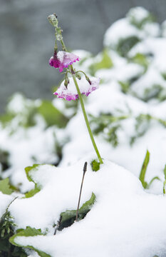 冰雪中的转转花