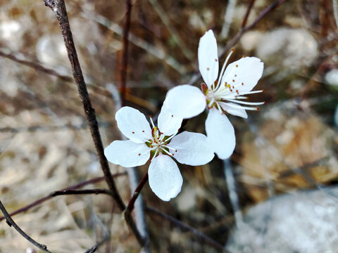 野桃花