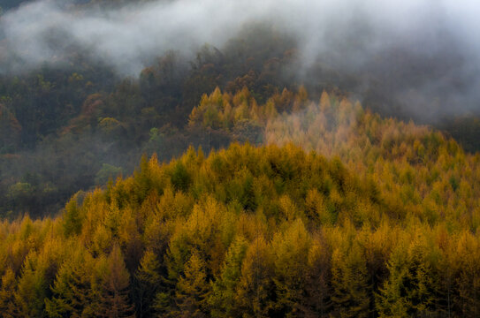 秋天树林雾