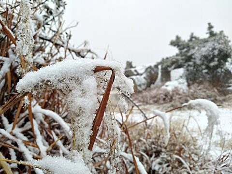 植物上的雪