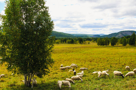 森林草原牧羊群