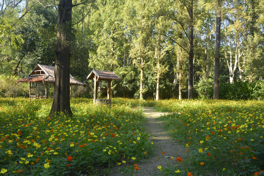 花田小路美景