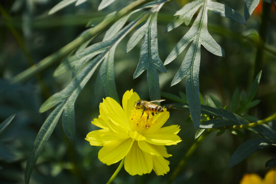 花与蜜蜂