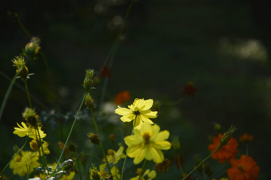 唯美菊花丛