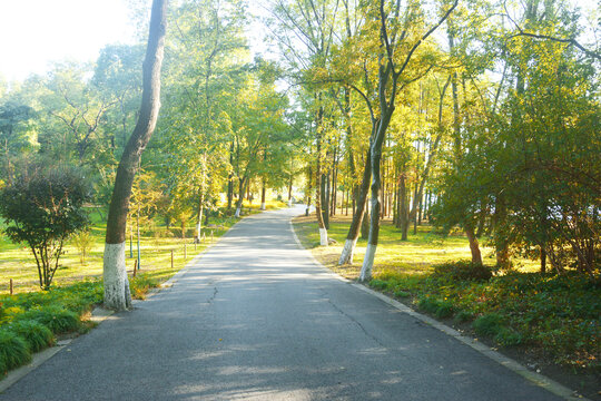 阳光树荫路