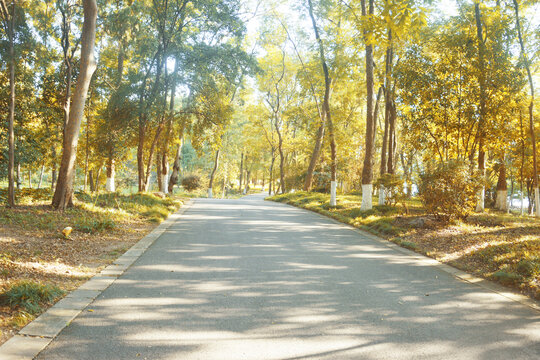 阳光秋林道路