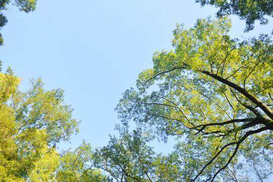 仰望阳光树枝