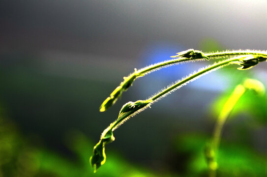 植物枝丫嫩芽