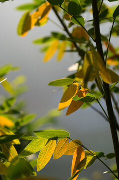 秋天植物小叶片