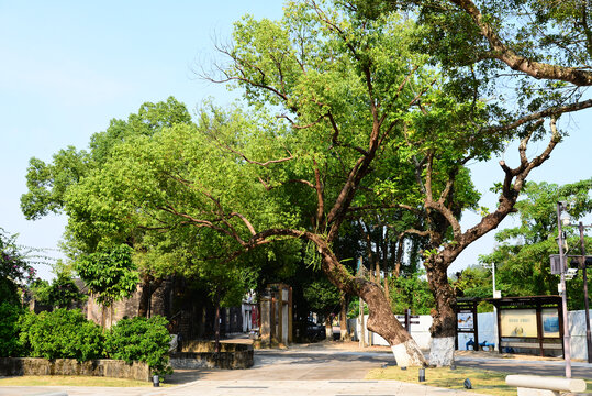 珠海会同村