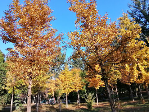 银杏树