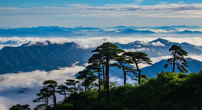 三清山迎客松