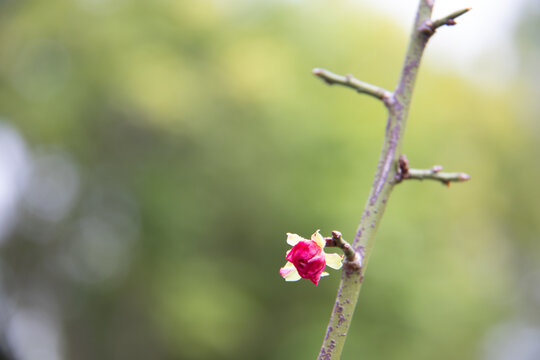 梅花花蕾