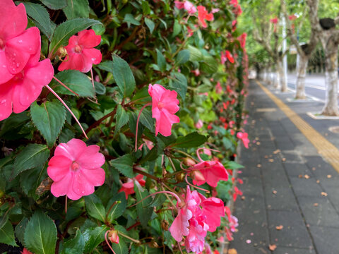 街道花卉植物